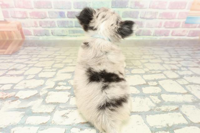 神奈川県のチワワ(ロング) (Coo&RIKU相模原店/2025年10月27日生まれ/男の子/ブルーマールホワイト)の子犬の4枚目の画像