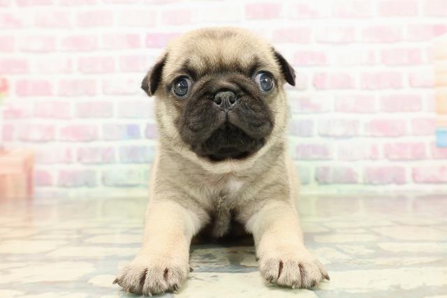 山梨県のパグ (Coo&RIKU甲府昭和通り店/2025年10月27日生まれ/男の子/フォーン)の子犬の1枚目の画像