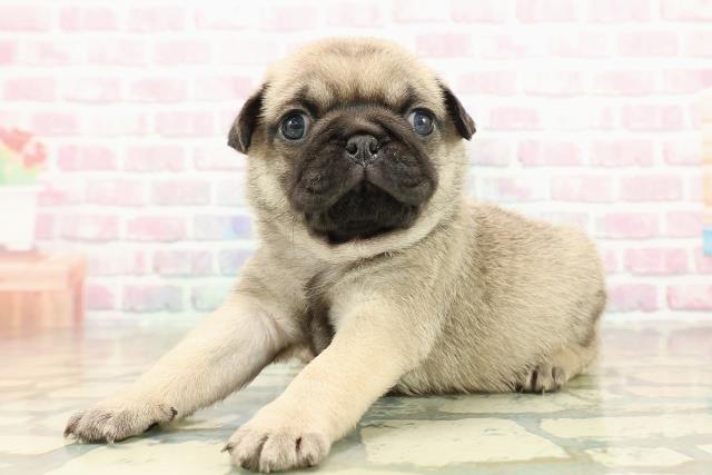 山梨県のパグ (Coo&RIKU甲府昭和通り店/2025年10月27日生まれ/男の子/フォーン)の子犬の2枚目の画像