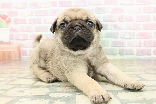 山梨県のパグ (Coo&RIKU甲府昭和通り店/2025年10月27日生まれ/男の子/フォーン)の子犬の3枚目の画像