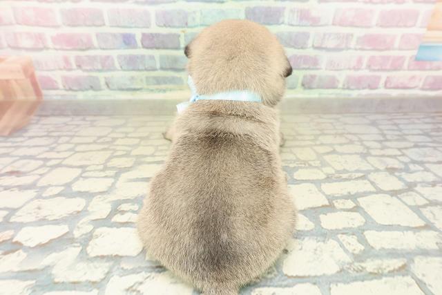 山梨県のパグ (Coo&RIKU甲府昭和通り店/2025年10月27日生まれ/男の子/フォーン)の子犬の4枚目の画像
