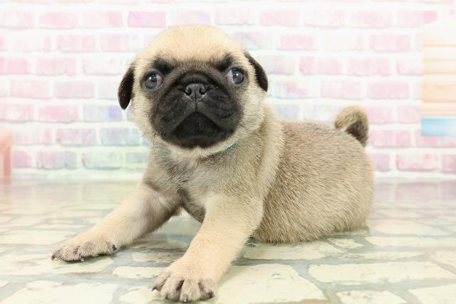 神奈川県のパグ (Coo&RIKU相模原店/2025年10月27日生まれ/男の子/フォーン)の子犬の2枚目の画像