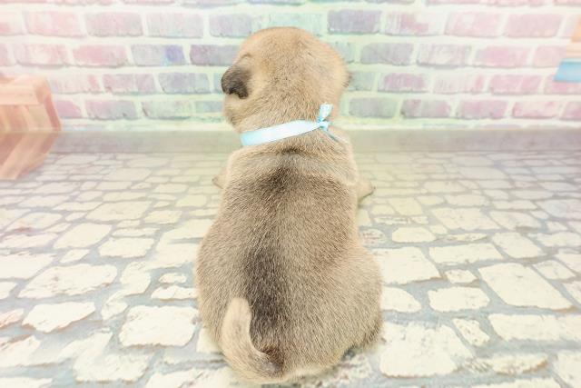 神奈川県のパグ (Coo&RIKU相模原店/2025年10月27日生まれ/男の子/フォーン)の子犬の4枚目の画像