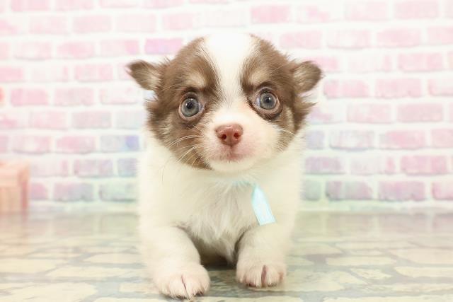 新潟県のチワワ(ロング) (Coo&RIKU長岡店/2025年10月26日生まれ/男の子/ホワイトチョコレートタン)の子犬の1枚目の画像