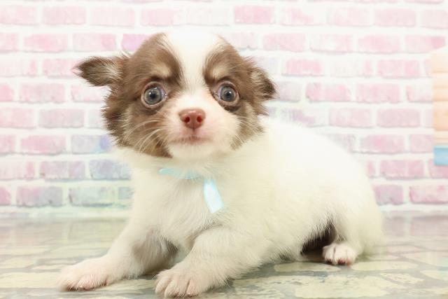 新潟県のチワワ(ロング) (Coo&RIKU長岡店/2025年10月26日生まれ/男の子/ホワイトチョコレートタン)の子犬の2枚目の画像