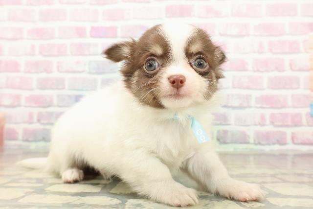 新潟県のチワワ(ロング) (Coo&RIKU長岡店/2025年10月26日生まれ/男の子/ホワイトチョコレートタン)の子犬の3枚目の画像