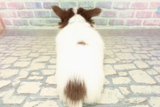 新潟県のチワワ(ロング) (Coo&RIKU長岡店/2025年10月26日生まれ/男の子/ホワイトチョコレートタン)の子犬の4枚目の画像