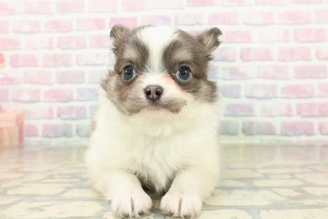 チワワ（ロングコート）