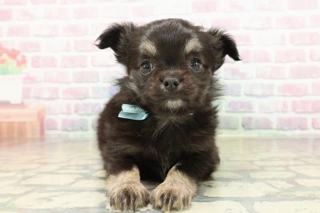 群馬県のチワワ(ロング) (Coo&RIKU高崎店/2025年10月26日生まれ/男の子/ブラックタン)の子犬の1枚目の画像