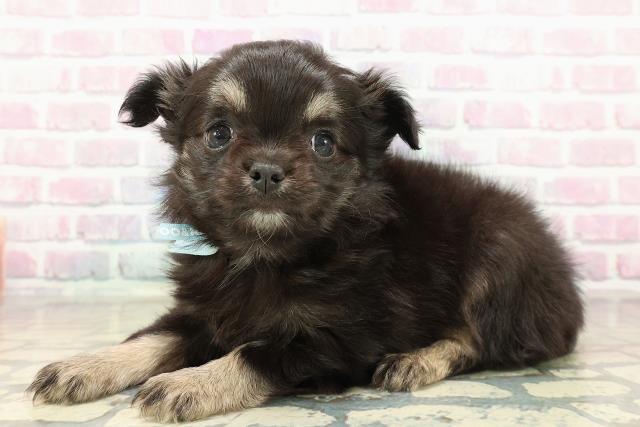 群馬県のチワワ(ロング) (Coo&RIKU高崎店/2025年10月26日生まれ/男の子/ブラックタン)の子犬の2枚目の画像