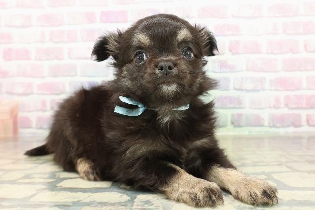 群馬県のチワワ(ロング) (Coo&RIKU高崎店/2025年10月26日生まれ/男の子/ブラックタン)の子犬の3枚目の画像