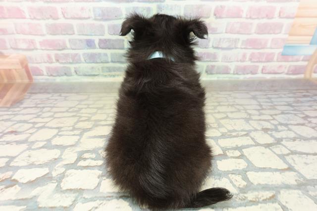 群馬県のチワワ(ロング) (Coo&RIKU高崎店/2025年10月26日生まれ/男の子/ブラックタン)の子犬の4枚目の画像