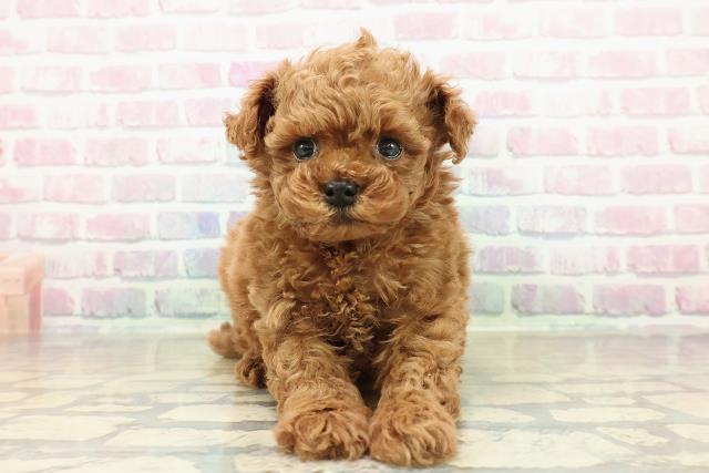 トイ・プードル