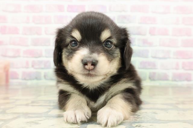 神奈川県のチワックス(チワワ×ダックス) (Coo&RIKU横浜旭店/2025年10月27日生まれ/女の子/ブラックイエロー)の子犬の1枚目の画像