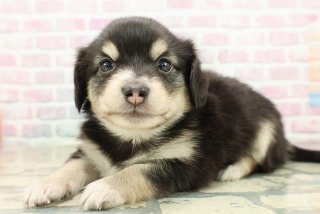 神奈川県のチワックス(チワワ×ダックス) (Coo&RIKU横浜旭店/2025年10月27日生まれ/女の子/ブラックイエロー)の子犬の2枚目の画像