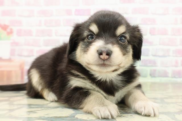 神奈川県のチワックス(チワワ×ダックス) (Coo&RIKU横浜旭店/2025年10月27日生まれ/女の子/ブラックイエロー)の子犬の3枚目の画像