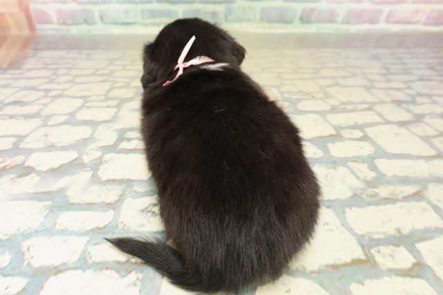 神奈川県のチワックス(チワワ×ダックス) (Coo&RIKU横浜旭店/2025年10月27日生まれ/女の子/ブラックイエロー)の子犬の4枚目の画像