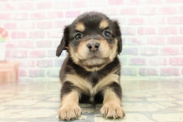 東京都のチワックス(チワワ×ダックス) (Coo&RIKU福生店/2025年10月27日生まれ/女の子/ブラックタン)の子犬の1枚目の画像