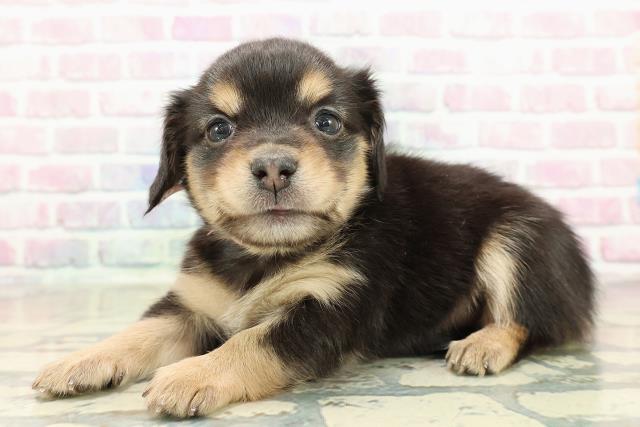 東京都のチワックス(チワワ×ダックス) (Coo&RIKU福生店/2025年10月27日生まれ/女の子/ブラックタン)の子犬の2枚目の画像