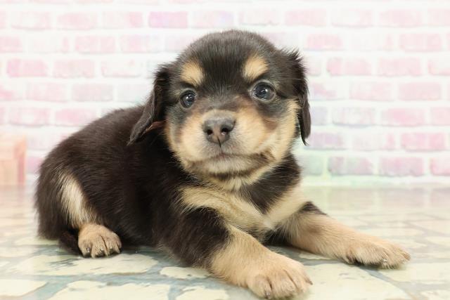 東京都のチワックス(チワワ×ダックス) (Coo&RIKU福生店/2025年10月27日生まれ/女の子/ブラックタン)の子犬の3枚目の画像