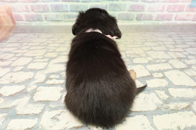 東京都のチワックス(チワワ×ダックス) (Coo&RIKU福生店/2025年10月27日生まれ/女の子/ブラックタン)の子犬の4枚目の画像