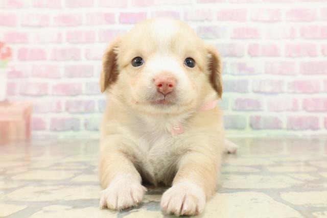 埼玉県のチワックス(チワワ×ダックス) (Coo&RIKU春日部店/2025年10月27日生まれ/女の子/クリームホワイト)の子犬の1枚目の画像