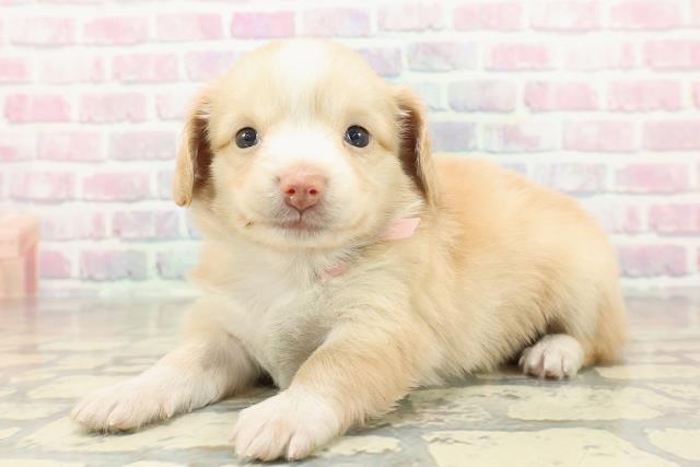 埼玉県のチワックス(チワワ×ダックス) (Coo&RIKU春日部店/2025年10月27日生まれ/女の子/クリームホワイト)の子犬の2枚目の画像