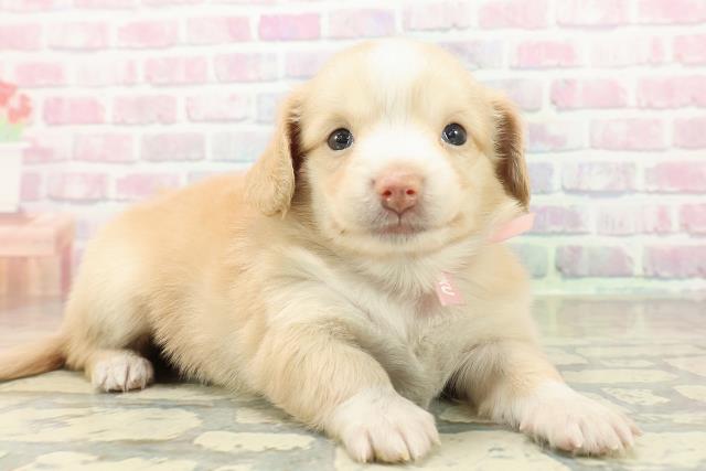 埼玉県のチワックス(チワワ×ダックス) (Coo&RIKU春日部店/2025年10月27日生まれ/女の子/クリームホワイト)の子犬の3枚目の画像