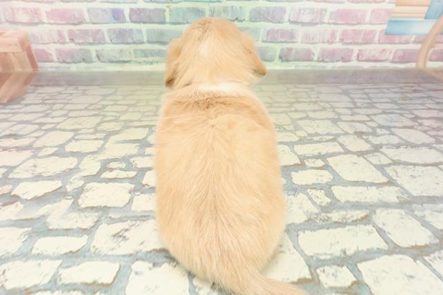 埼玉県のチワックス(チワワ×ダックス) (Coo&RIKU春日部店/2025年10月27日生まれ/女の子/クリームホワイト)の子犬の4枚目の画像