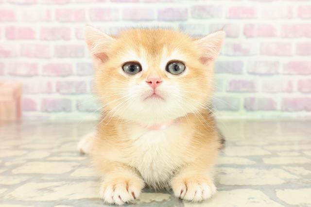 埼玉県のブリティッシュショートヘアー (Coo&RIKU春日部店/2025年10月23日生まれ/女の子/ゴールデン)の子猫の1枚目の画像