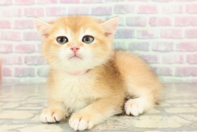 埼玉県のブリティッシュショートヘアー (Coo&RIKU春日部店/2025年10月23日生まれ/女の子/ゴールデン)の子猫の2枚目の画像