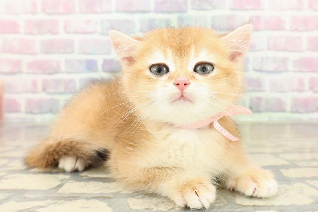 埼玉県のブリティッシュショートヘアー (Coo&RIKU春日部店/2025年10月23日生まれ/女の子/ゴールデン)の子猫の3枚目の画像