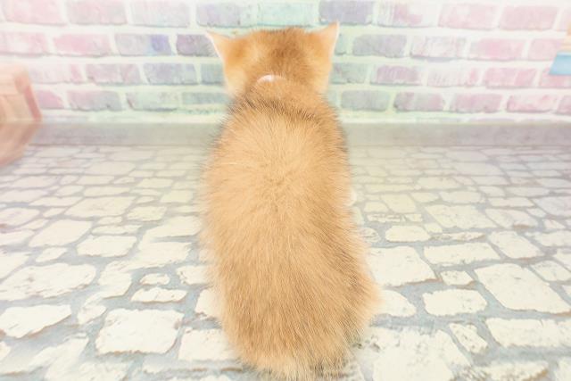 埼玉県のブリティッシュショートヘアー (Coo&RIKU春日部店/2025年10月23日生まれ/女の子/ゴールデン)の子猫の4枚目の画像