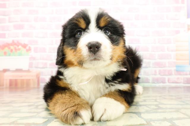 埼玉県のバーニーズマウンテンドッグ (Coo&RIKU春日部店/2025年10月27日生まれ/女の子/ブラックラストホワイト)の子犬の1枚目の画像