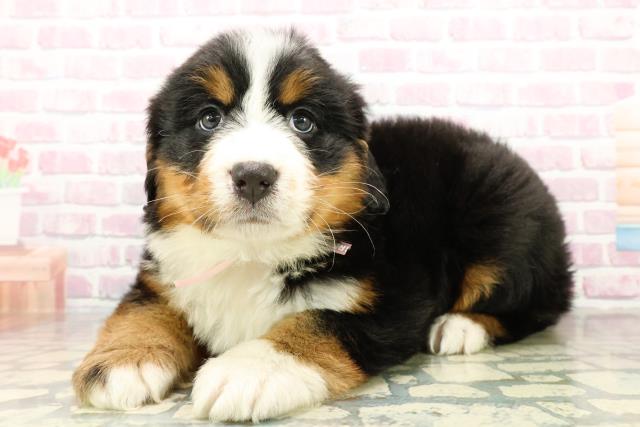 埼玉県のバーニーズマウンテンドッグ (Coo&RIKU春日部店/2025年10月27日生まれ/女の子/ブラックラストホワイト)の子犬の2枚目の画像