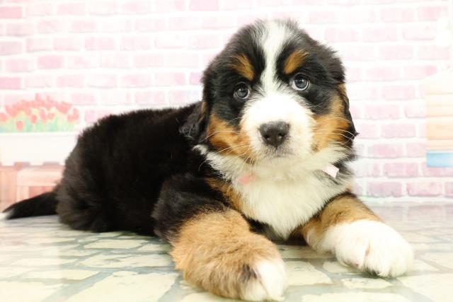 埼玉県のバーニーズマウンテンドッグ (Coo&RIKU春日部店/2025年10月27日生まれ/女の子/ブラックラストホワイト)の子犬の3枚目の画像