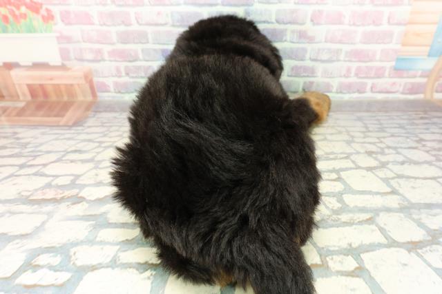 埼玉県のバーニーズマウンテンドッグ (Coo&RIKU春日部店/2025年10月27日生まれ/女の子/ブラックラストホワイト)の子犬の4枚目の画像