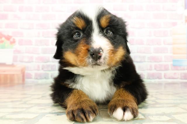 北海道のバーニーズマウンテンドッグ (Coo&RIKU帯広店/2025年10月27日生まれ/男の子/ブラックラストホワイト)の子犬の1枚目の画像