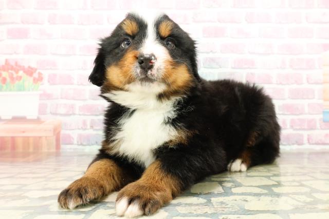 北海道のバーニーズマウンテンドッグ (Coo&RIKU帯広店/2025年10月27日生まれ/男の子/ブラックラストホワイト)の子犬の2枚目の画像