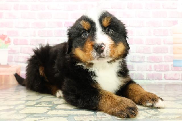 北海道のバーニーズマウンテンドッグ (Coo&RIKU帯広店/2025年10月27日生まれ/男の子/ブラックラストホワイト)の子犬の3枚目の画像