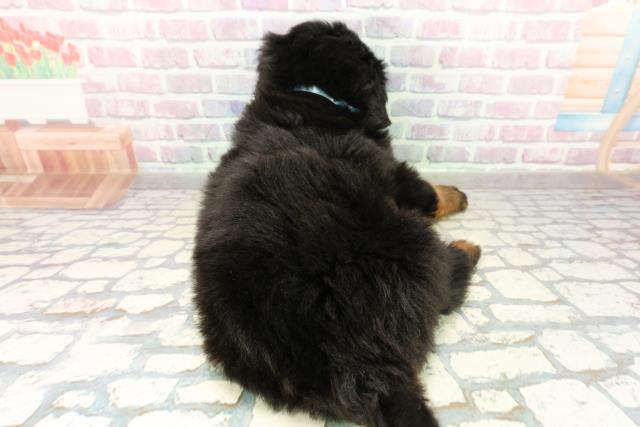 北海道のバーニーズマウンテンドッグ (Coo&RIKU帯広店/2025年10月27日生まれ/男の子/ブラックラストホワイト)の子犬の4枚目の画像