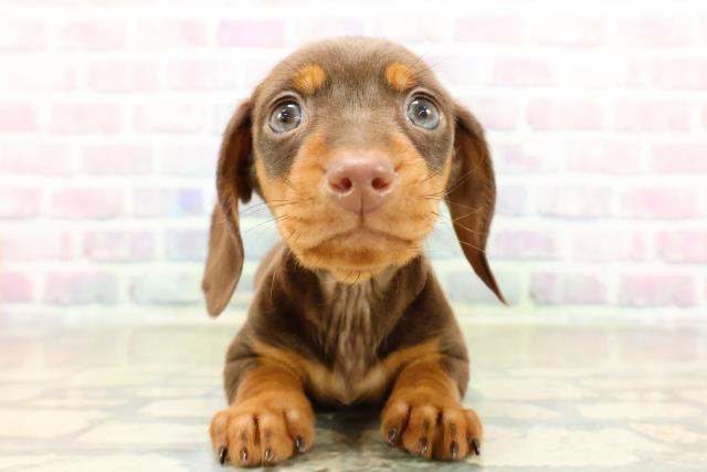 ミニチュア・ダックスフンド（スムースヘアー）