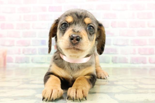 東京都のチワックス(チワワ×ダックス) (Coo&RIKU吉祥寺店/2025年10月26日生まれ/女の子/シルバーダップル)の子犬の1枚目の画像