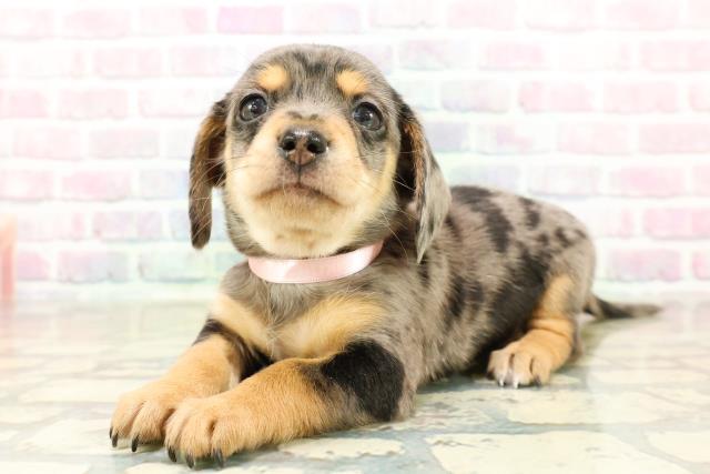 東京都のチワックス(チワワ×ダックス) (Coo&RIKU吉祥寺店/2025年10月26日生まれ/女の子/シルバーダップル)の子犬の2枚目の画像