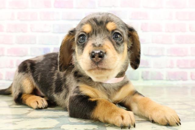 東京都のチワックス(チワワ×ダックス) (Coo&RIKU吉祥寺店/2025年10月26日生まれ/女の子/シルバーダップル)の子犬の3枚目の画像