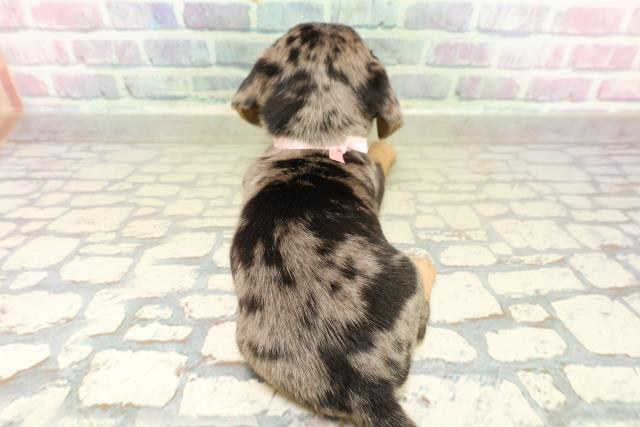 東京都のチワックス(チワワ×ダックス) (Coo&RIKU吉祥寺店/2025年10月26日生まれ/女の子/シルバーダップル)の子犬の4枚目の画像