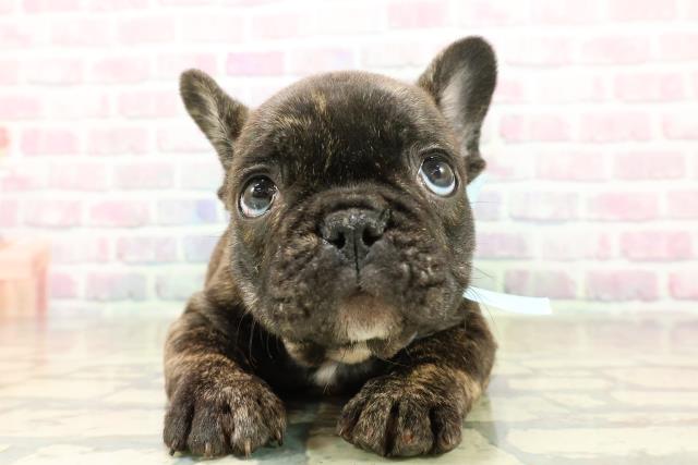 フレンチブルドッグ