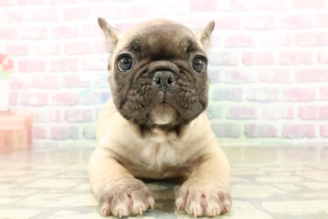 フレンチブルドッグ