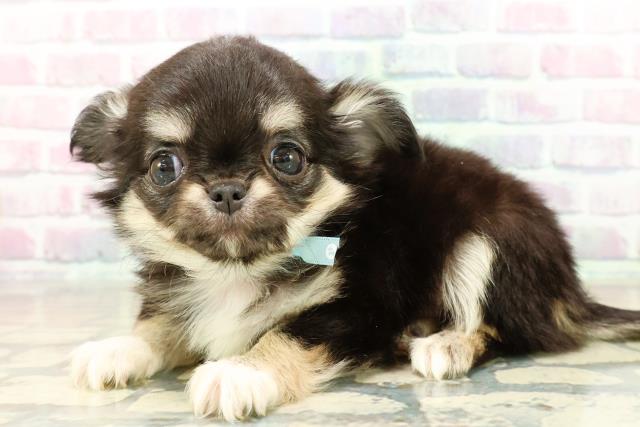 東京都のチワワ(ロング) (Coo&RIKU浅草店/2025年10月28日生まれ/男の子/ブラックタンホワイト)の子犬の2枚目の画像