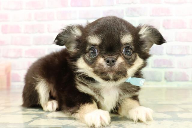 東京都のチワワ(ロング) (Coo&RIKU浅草店/2025年10月28日生まれ/男の子/ブラックタンホワイト)の子犬の3枚目の画像